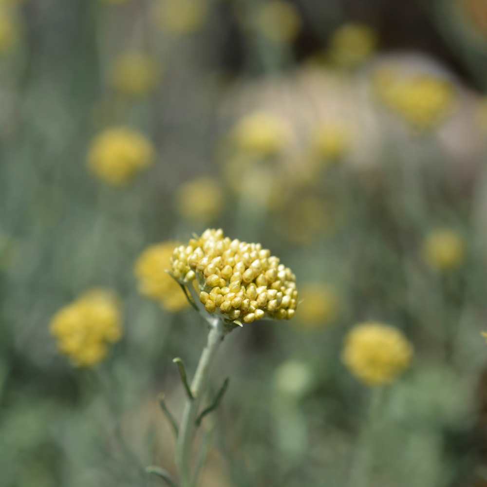 Rue officinale - Ruta graveolens _ la jardinerie de pessicart nice 06 LIVRAISON GRATUITE