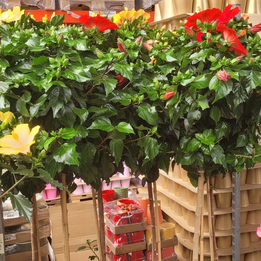 Hibiscus tige Rosa Sinensis Hauteur 160-180 cm coupe 15 litres - rouge_la jardinerie de pessicart nice 06 LIVRAISON GRATUITE