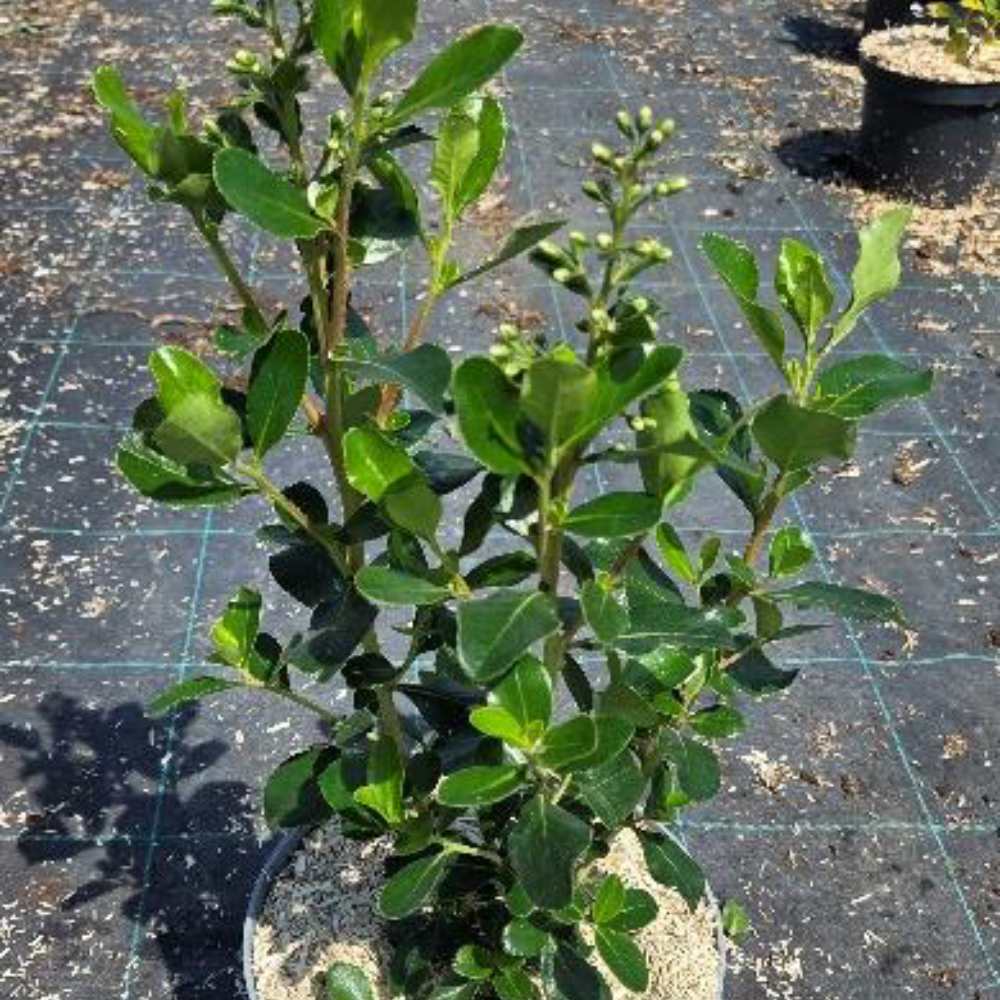Escallonia iveyi_la jardinerie de pessicart nice 06 LIVRAISON GRATUITE