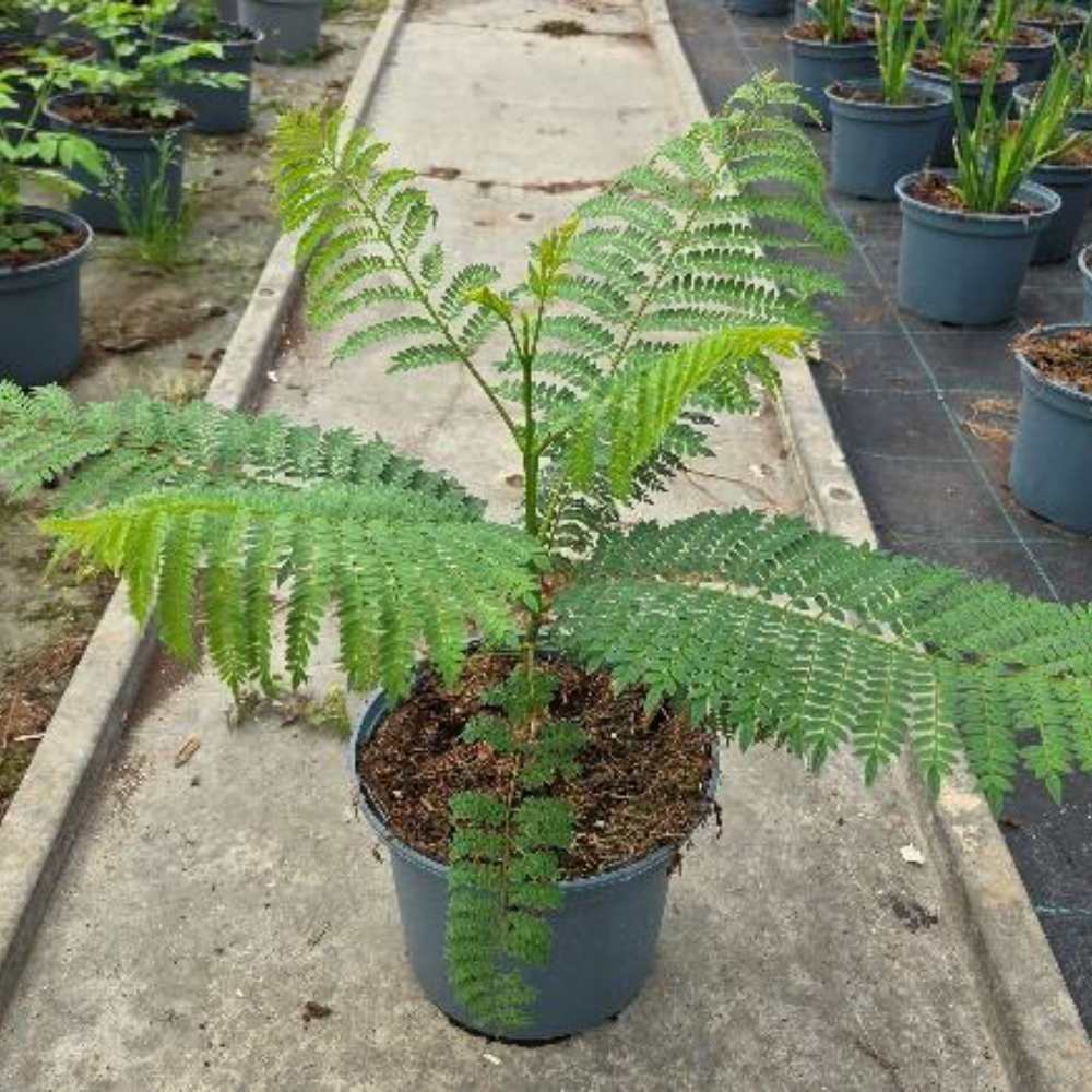 Jacaranda mimosifolia_ la jardinerie de pessicart nice 06 LIVRAISON GRATUITE