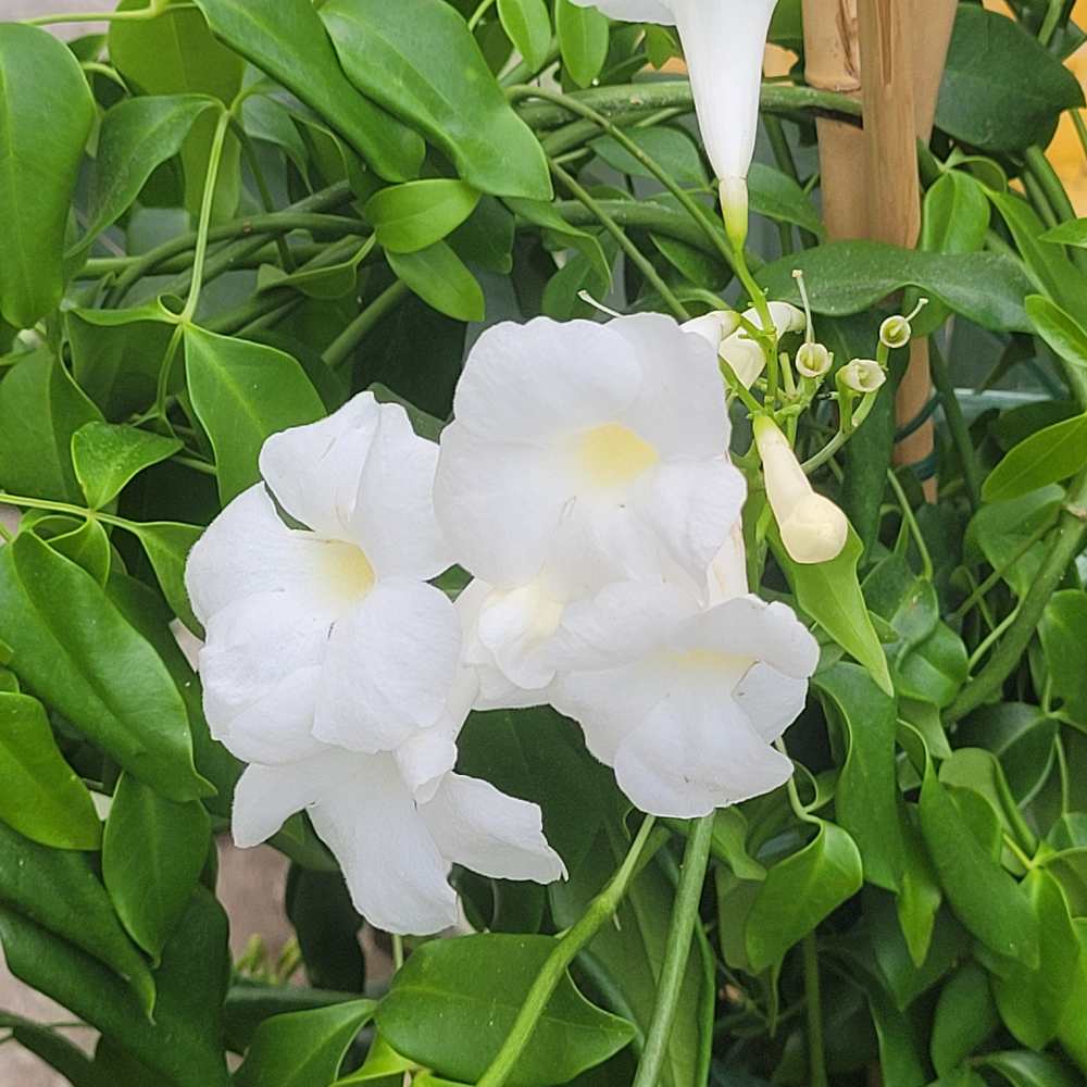 Pandorea jasminoides  _la jardinerie de pessicart nice 06 LIVRAISON GRATUITE