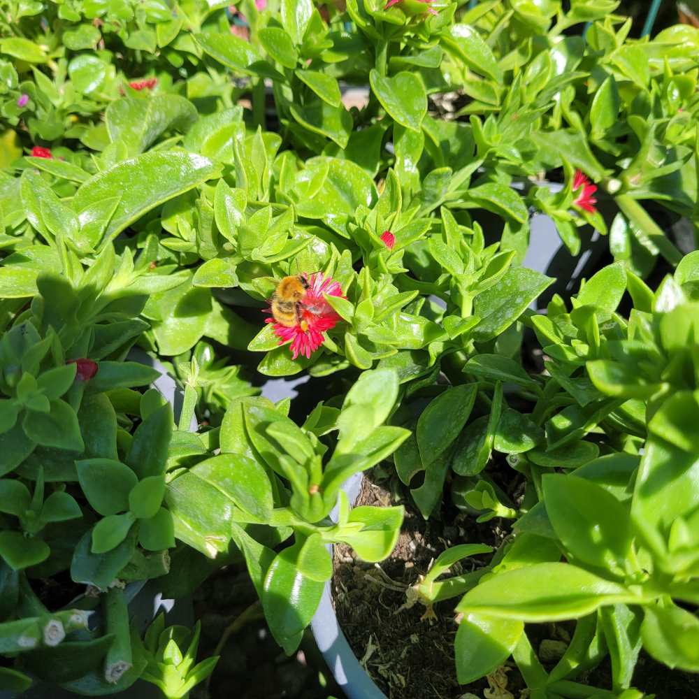 Aptenia cordifolia  _la jardinerie de pessicart nice 06 LIVRAISON GRATUITE (1)