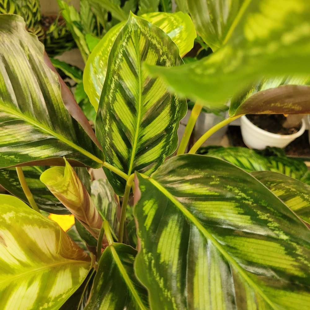 Calathea veitchiana Flamestar _la jardinerie de pessicart nice 06 LIVRAISON GRATUITE