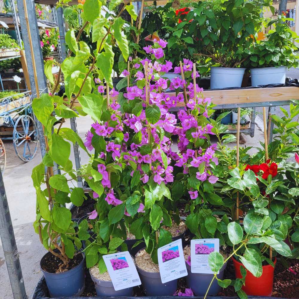 Bougainvillier Violet de Mèze_la jardinerie de pessicart nice 06 LIVRAISON GRATUITE