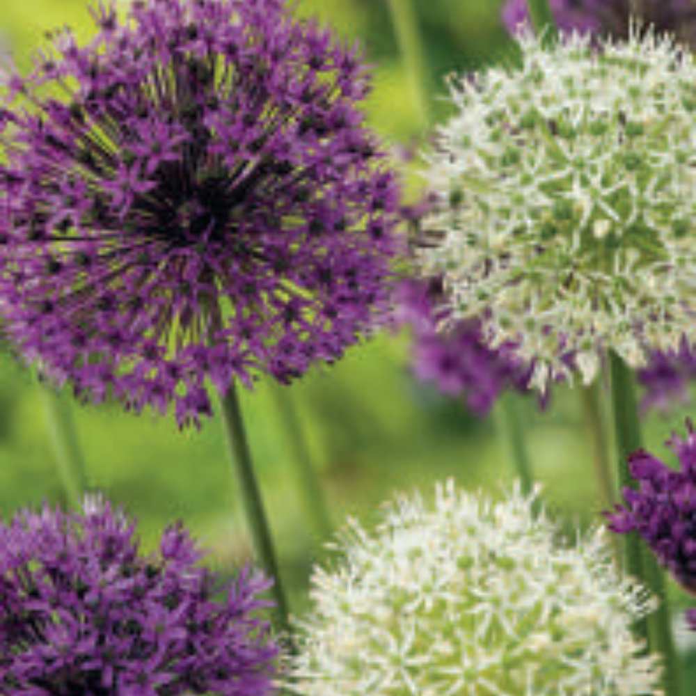 15 bulbes ALLIUM grosses fleures en mélange_la jardinerie de pessicart nice 06 LIVRAISON GRATUITE