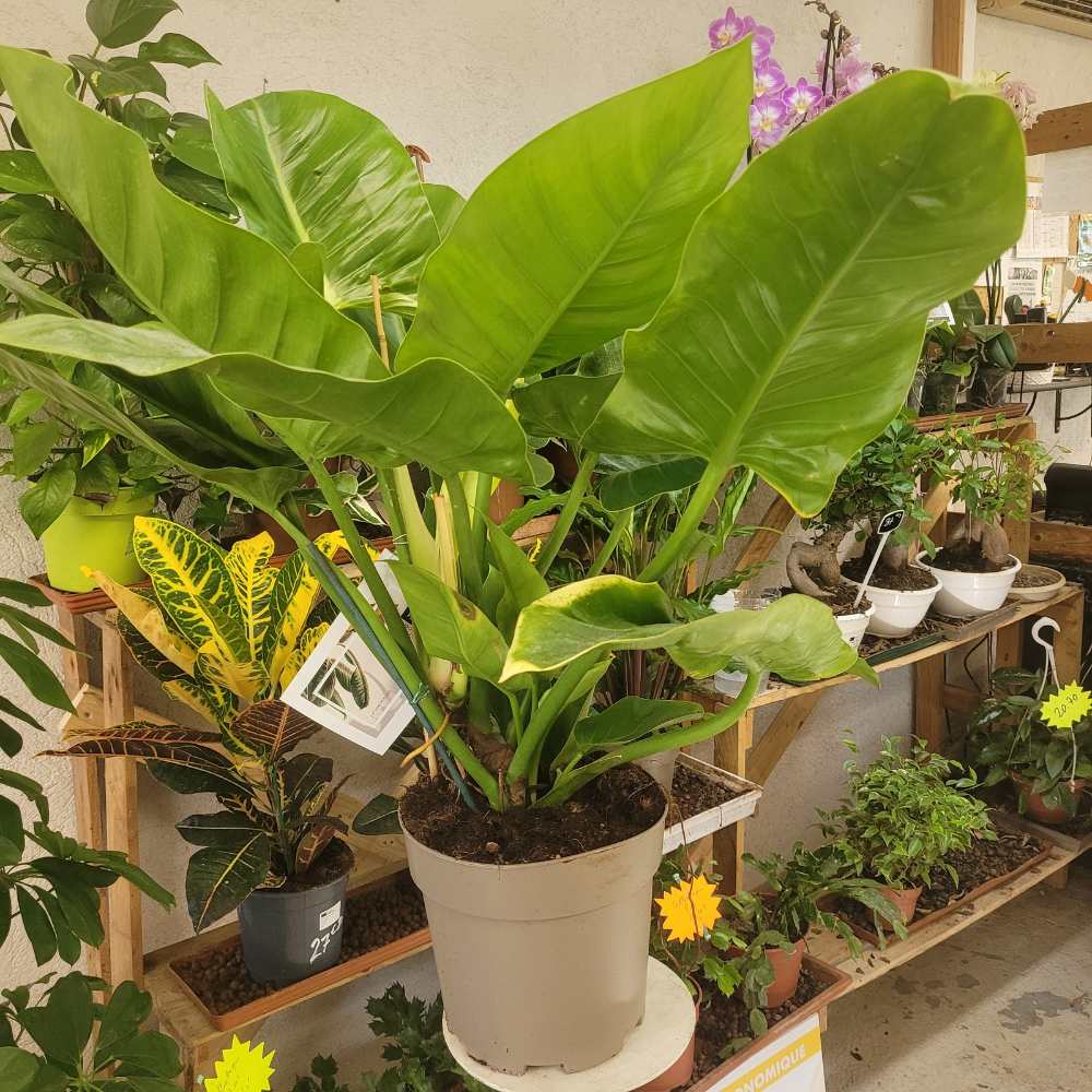 Philodendron Imperial Green_la jardinerie de pessicart nice 06 LIVRAISON GRATUITE