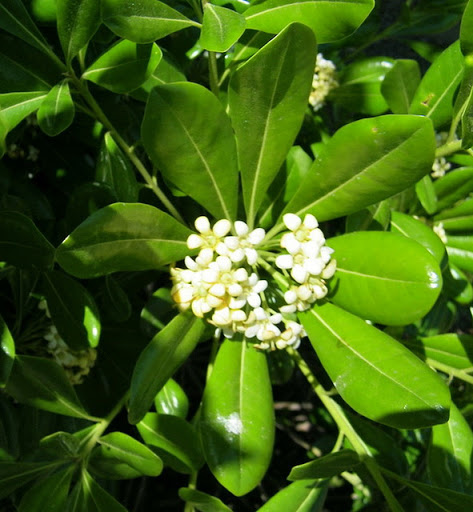 Pittosporum2