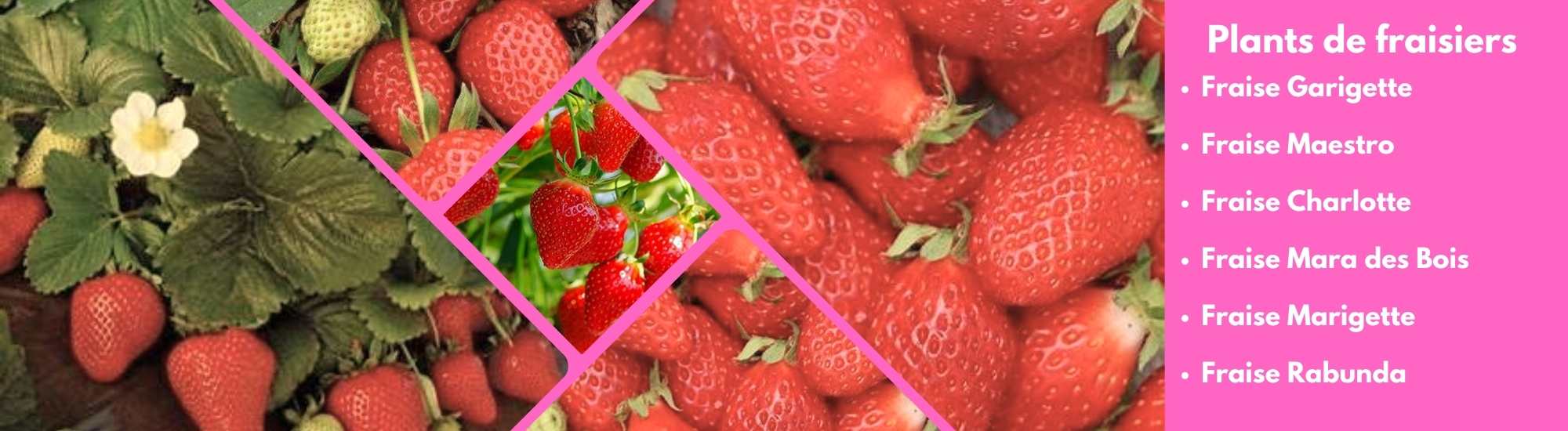 Fraisiers