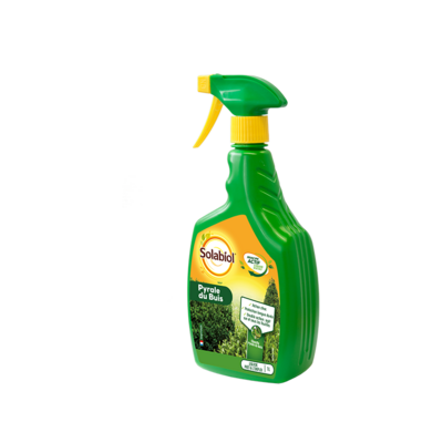 pyrale buis