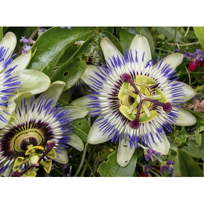 passiflor
