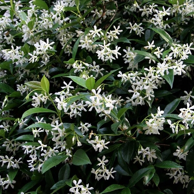 Jasmin étoilé (Trachelospermum jasminoides) feuillage persistant
