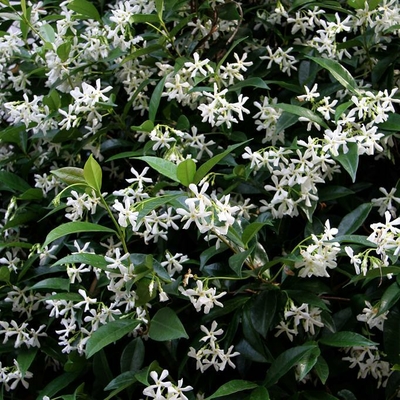RHYNCOSPERMUM JASMINOIDES