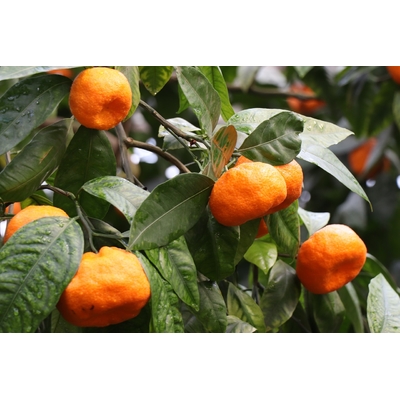 mandarinier