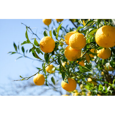 yuzu
