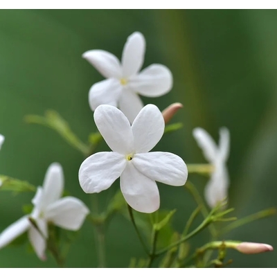 Jasmin parfumé blanc d'hiver - polyanthum