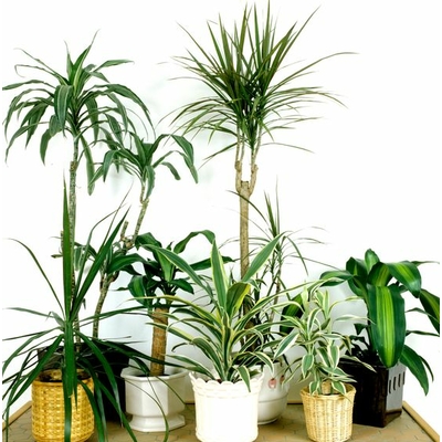 dracaena la jardinerie de pessicart livraison gratuite dracena marginata