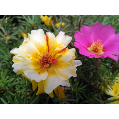 pourpier la jardinerie de pessicart livraison nice fleurs plantes 2
