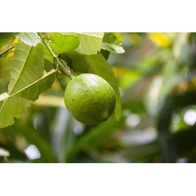 citron vert Citrus aurantiifolia la jardinerie de pessciart 2