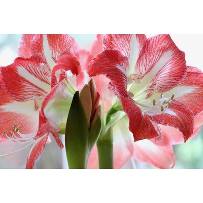 la jardinerie de pessicart amaryllis