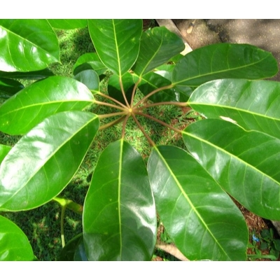 schefflera actinophylla la jardienerie de pessicart Nice Livraison de plantes a domicile