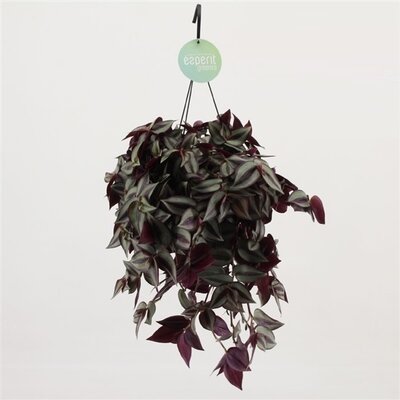 misere tradescantia zerbrina - La jardinerie de pessicart nice - Livraison a domicile nice 06 plantes vertes terres terreaux jardinage arbres cactus