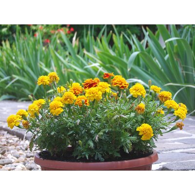 Oeillet d'inde tagetes - La jardinerie de pessicart nice - Livraison a domicile nice 06 plantes vertes terres terreaux jardinage arbres cactus