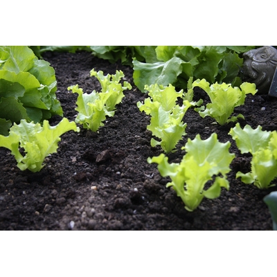 Plants de salades - Barquettes de 12 mottes de salade