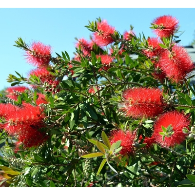 CALLISTEMON RINCE BOUTEILLE POT 30CM 300CAMIX30 : JARDIPRIX: Spécialiste  en Déstockage de Jardin, Piscines, Peintures