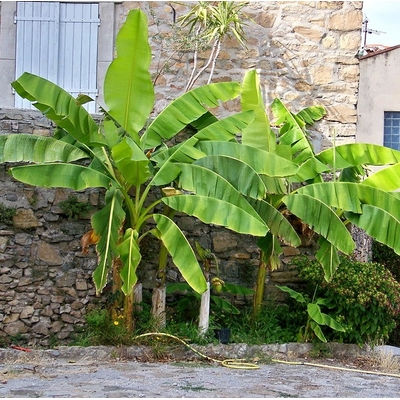 Bananier Photo credit Cassiopée2010 on VisualHunt - La jardinerie de pessicart nice - Livraison a domicile nice 06 plantes vertes terres terreaux jardinage arbres cactus