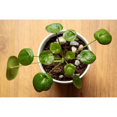Pilea la jardinerie de pessicart 06100 Nice
