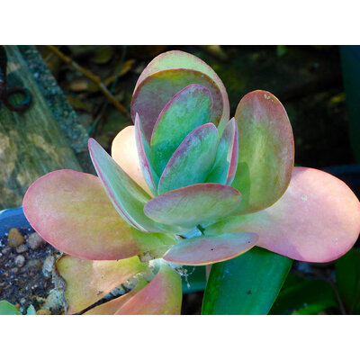 Kalanchoe thyrsifolia 3 - Photo credit M.P.N.texan on Visualhunt.com - La jardinerie de pessicart nice - Livraison a domicile nice 06 plantes vertes terres terreaux jardinage arbres cactus