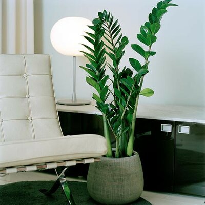 Zamioculcsa samiifolia zzplant - Photo credit artesaniaflorae on Visualhunt - La jardinerie de pessicart nice - Livraison a domicile nice 06 plantes vertes terres terreaux jardinage arbres cactus