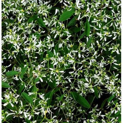 euphorbe diamond frost - Photo credit Royal Botanic Garden Sydney on VisualHunt.com - La jardinerie de pessicart nice - Livraison a domicile nice 06 plantes vertes terres terreaux jardinage arbres cactus