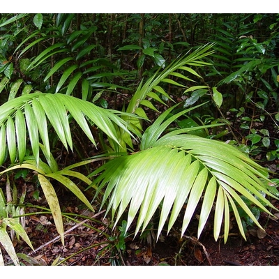 kentia howea forestiana- Photo credit tanetahi on Visualhunt La jardinerie de pessicart nice - Livraison a domicile nice 06 plantes vertes terres terreaux jardinage