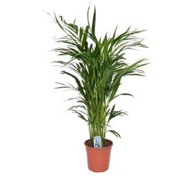 DYPSIS LUTESCENS