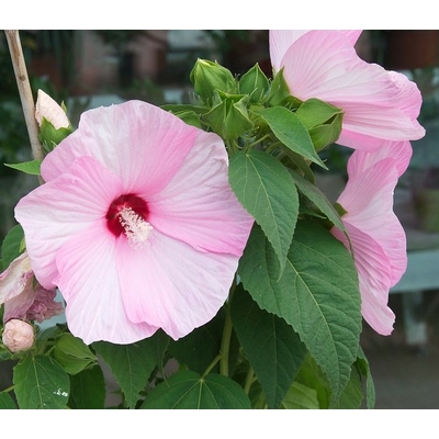 hibiscus moscheutos hibiscus des marais ibisco - Photo credit douneika on Visualhunt.com - La jardinerie de pessicart nice - Livraison a domicile nice 06 plantes vertes terres terreaux jardinage arbres cactus