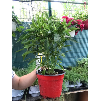 piments en pots avec fruis  - La jardinerie de pessicart nice - Livraison a domicile nice 06 plantes vertes terres terreaux jardinage arbres cactus