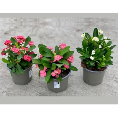 euphorbe épine du christ euphorbia milii - La jardinerie de pessicart nice - Livraison a domicile nice 06 plantes vertes terres terreaux jardinage arbres cactus