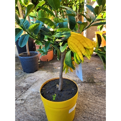 Citronnier Main de Bouddha - Cédratier Main de Bouddha - Citrus medica Digitata - La Jardinerie de Pessicart Nice 06100