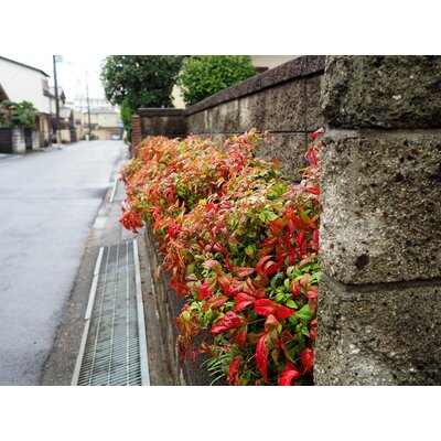 nandina domestica bambou sacré 2 - Photo credit Greg Peterson in Japan on Visualhunt.com - La jardinerie de pessicart nice - Livraison a domicile nice 06 plantes vertes terres terreaux jardinage arbres cactus
