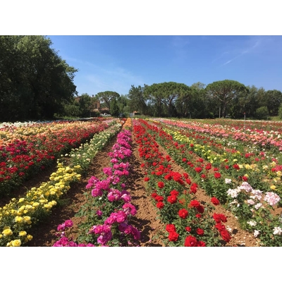 culture rosier chambret 2 - La Jardinerie de Pessicart Nice 06100