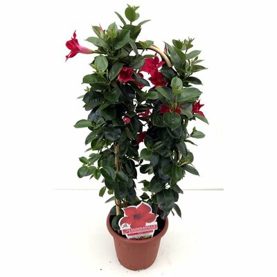 dipladenia-mandevilla-summerstar-rge-2p-2arc-p21  La jardinerie de Pessicart NICE 06100