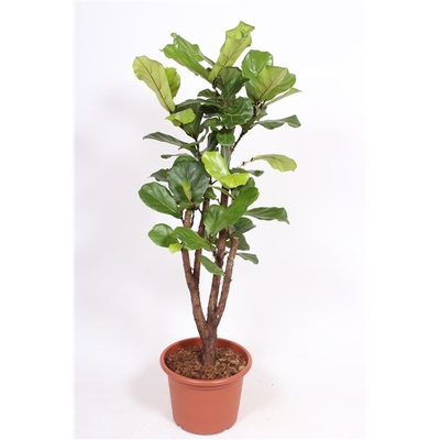 ficus-lyrata-ramif-h160-p40  La jardinerie de Pessicart NICE 06100