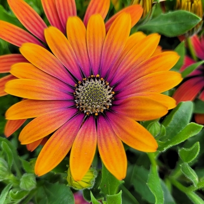 Dimorphoteca Pot Ø 14 cm - orange et rose - La Jardinerie de Pessicart Nice 06100