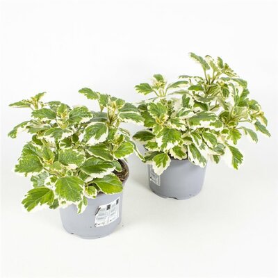plectranthus  p 14 la jardinerie de pessicart nice