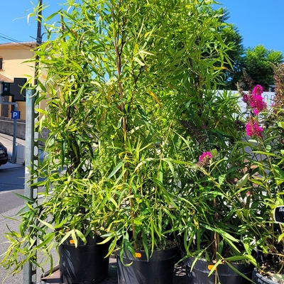 Rhus viminalis - Sumac Africain - Faux Bambou pot 7 litres-la jardinerie de pessicart 06100 Nice