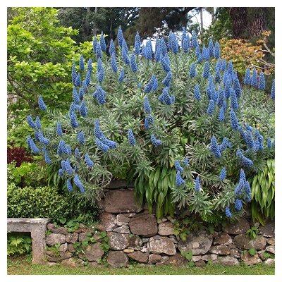 Echium-_candicans_ viperinedemadere - la-jardinerie-de-pessicart-nice