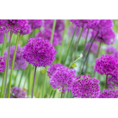 Allium 2 -La jardierie de pessicart