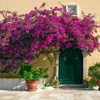 Bougainvillea 2- la jardinerie de pessicart nice 06