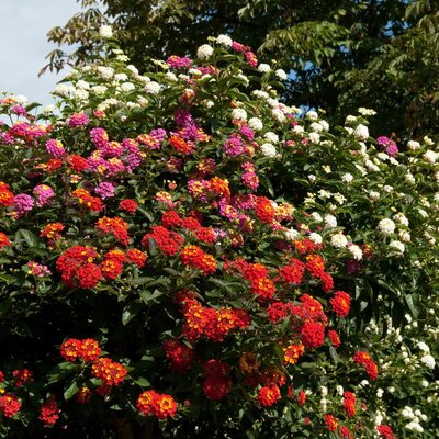 lantana bandana 2 la jardinerie de pessicart nice 06 (1)